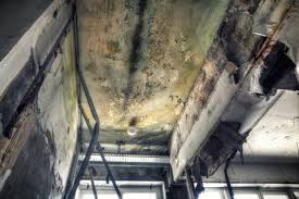 Best Comprehensive Air Testing for Mold Contaminants  in San Felipe, TX